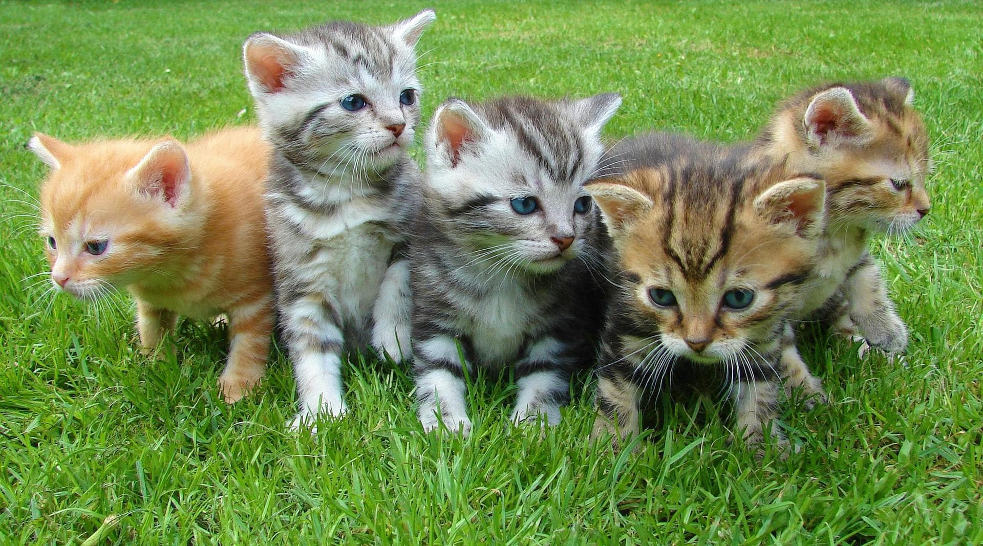 Dog & Cat Vets in Wheat Ridge